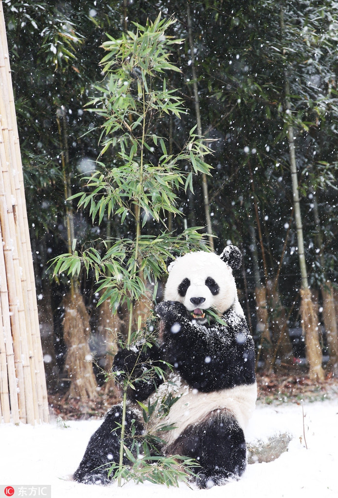 Nó cũng sẽ được cung cấp nhiều thức ăn hơn để có đủ năng lượng tích trữ, đảm bảo sức khỏe.