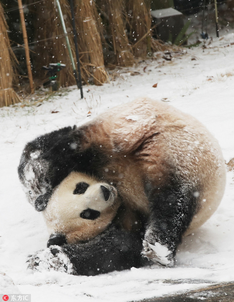 Trong quá trình di chuyển, Aibo cũng gặp khó khăn vì nền tuyết xốp và trơn trượt.