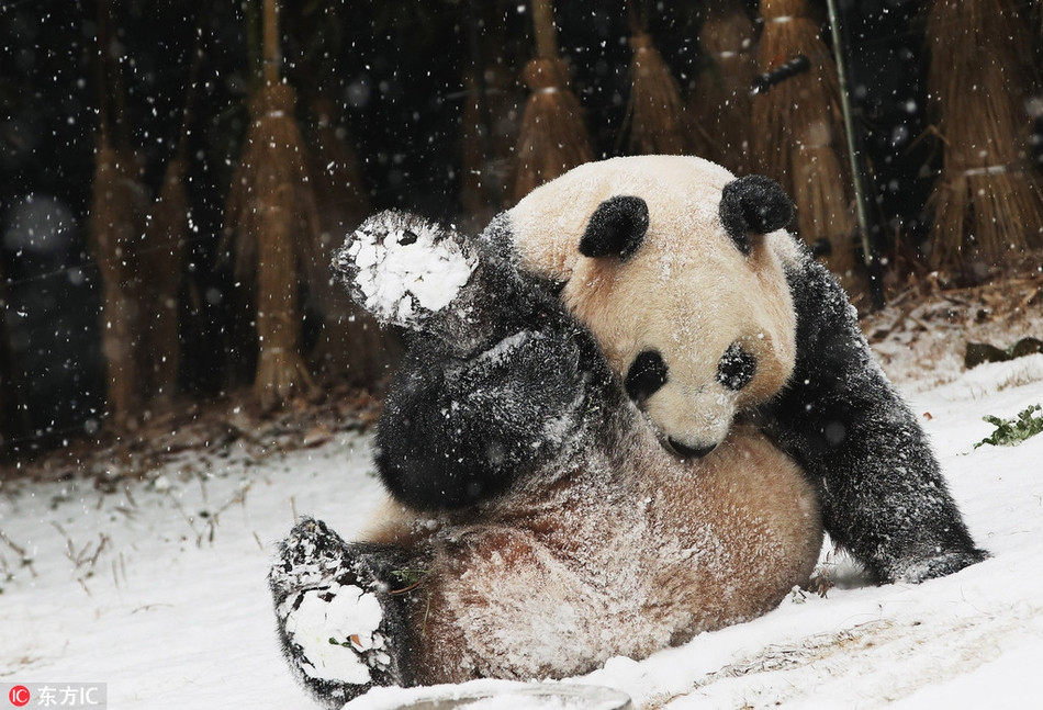 Ngay cả khi ăn uống hay nghỉ ngơi, Aibo cũng không quên ngửa mặt lên trời để đón những bông tuyết trắng bông xinh đẹp.