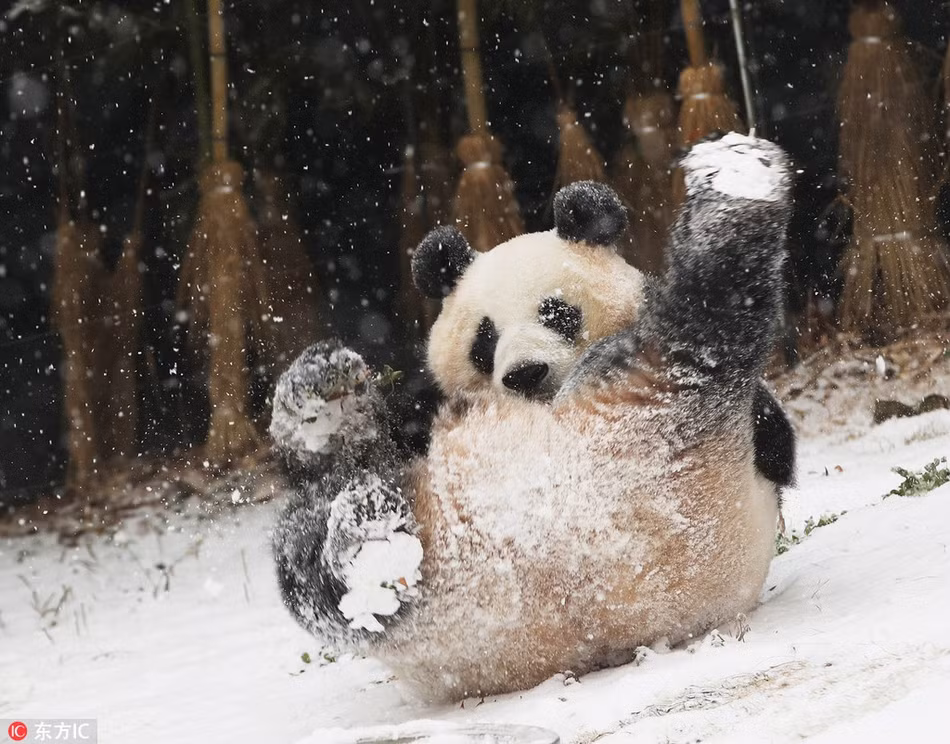 Có thể thấy, gấu trúc Aibo không kiềm chế được cảm xúc vui vẻ khi nhìn thấy tuyết rơi.