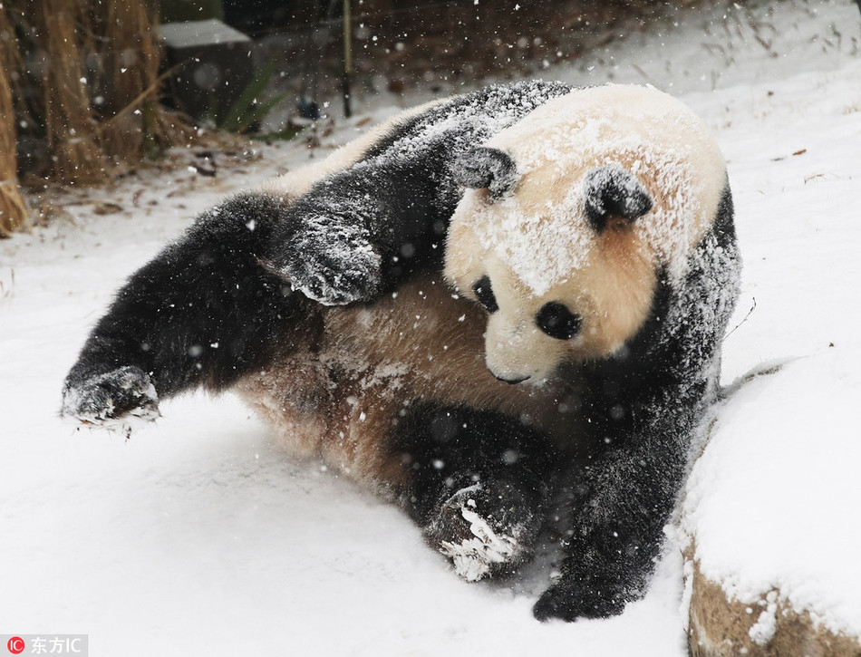Mới đây, tại khu vực sở thú thuộc thành phố Yongin, Gyeonggi-do, Hàn Quốc, tuyết đã rơi phủ kín từng nhành cây, ngọn cỏ, khiến những động vật trong công viên vô cùng vui thích, trong đó có chú gấu trúc khổng lồ tên là Aibo.