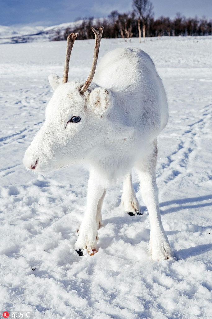 Tuan loc trang nhu bong tuyet xuat hien, ai cung choang ngop-Hinh-2