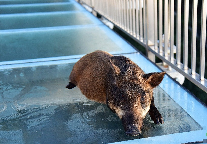 Lon rung di cau kinh, hoang loan suyt ngat giong het nguoi