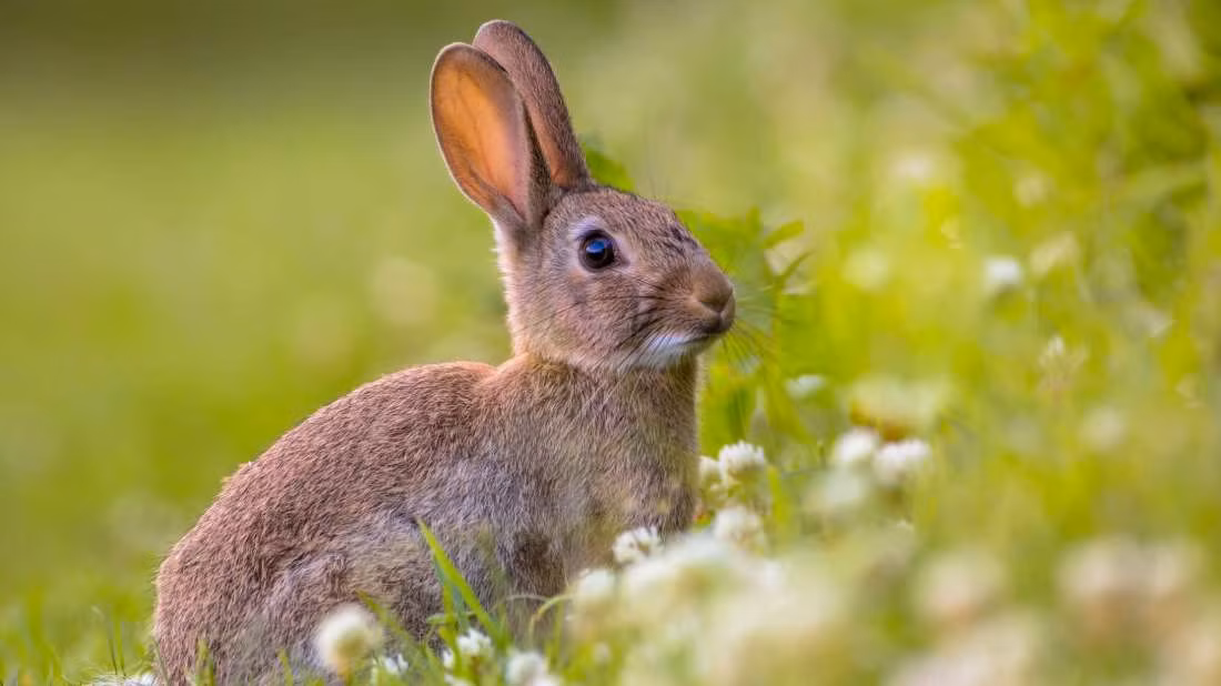 3. Tại Canberra, thủ đô của Australia, nếu nuôi thỏ, cư dân sẽ bị phạt tiền. Lý do là bởi thỏ sinh sản quá nhiều, ảnh hưởng đến không chỉ cuộc sống của người dân thành phố, còn gây mất cân bằng sinh thái và đe dọa trực tiếp tới các loài động vật khác.