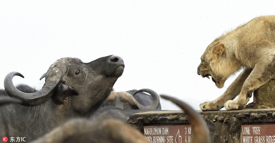 Duong duong chua te, su tu bi trau rung quay danh kho tin-Hinh-3