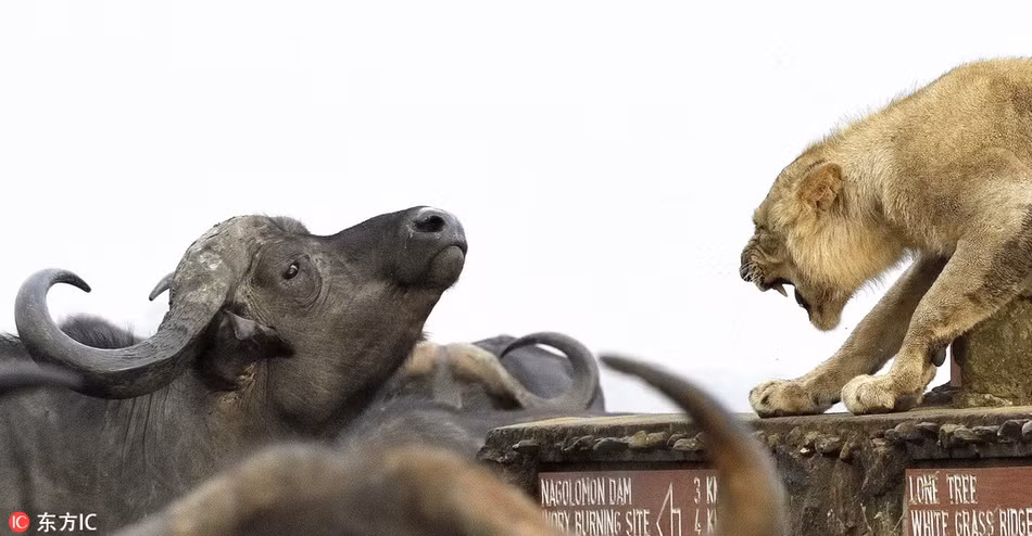 Duong duong chua te, su tu bi trau rung quay danh kho tin-Hinh-3