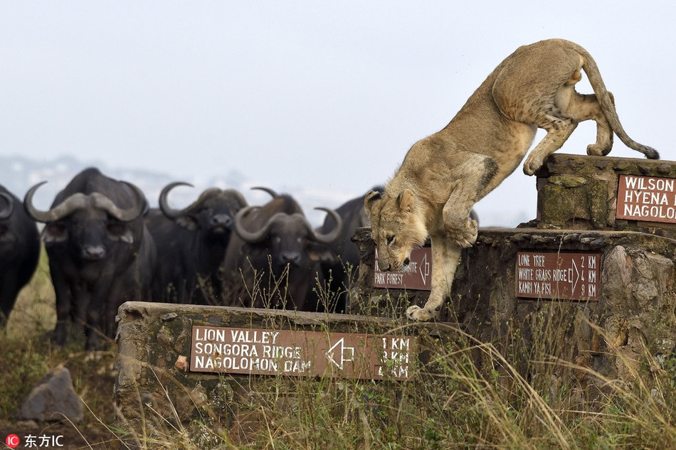 Duong duong chua te, su tu bi trau rung quay danh kho tin-Hinh-4