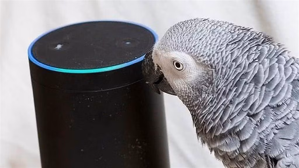 Chu khong co nha, vet thong minh tu dat do an cuc dinh