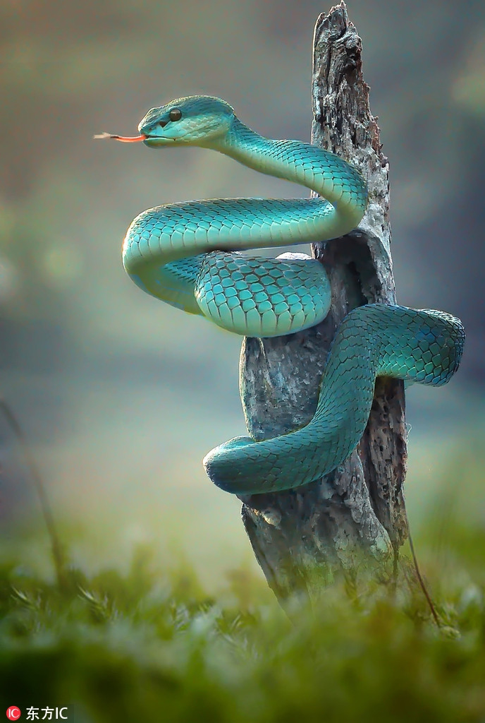 La ky loai ran xanh ong nhu ngoc quy, me dam moi nguoi-Hinh-3