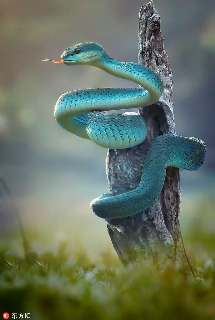 La ky loai ran xanh ong nhu ngoc quy, me dam moi nguoi-Hinh-3