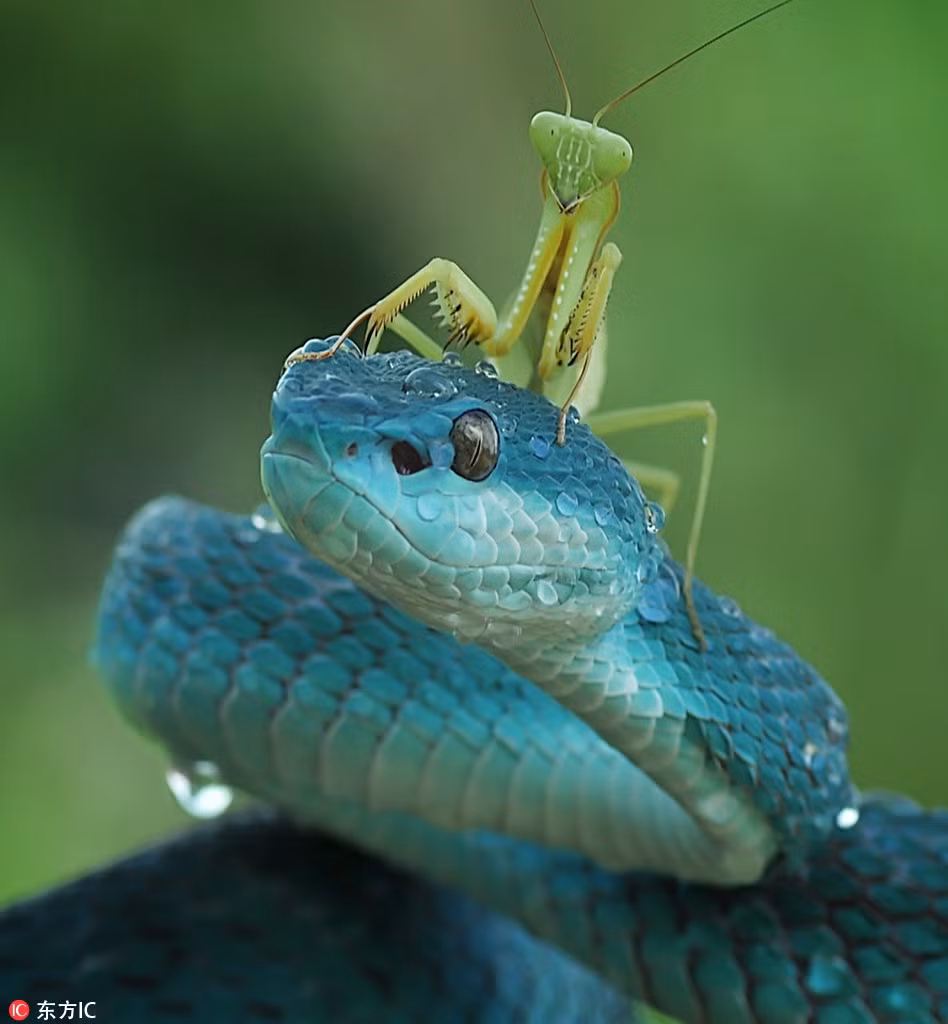 La ky loai ran xanh ong nhu ngoc quy, me dam moi nguoi-Hinh-2