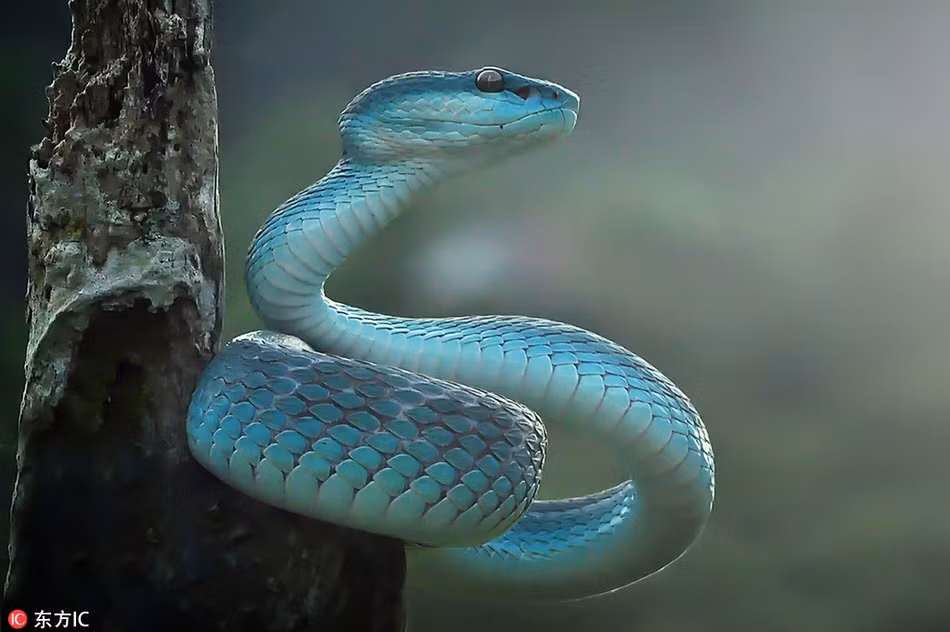 La ky loai ran xanh ong nhu ngoc quy, me dam moi nguoi