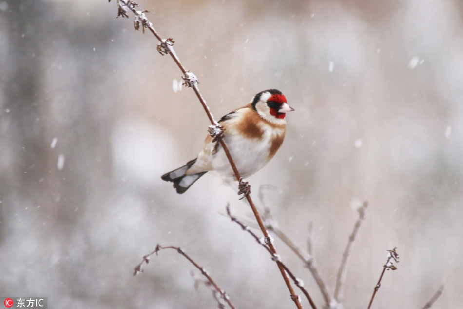 Chim nho nghi luc gong minh chong bao tuyet-Hinh-3