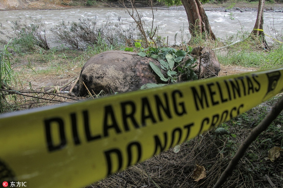 Kinh hai voi hoang da bi giet hai da man va cat nga-Hinh-2