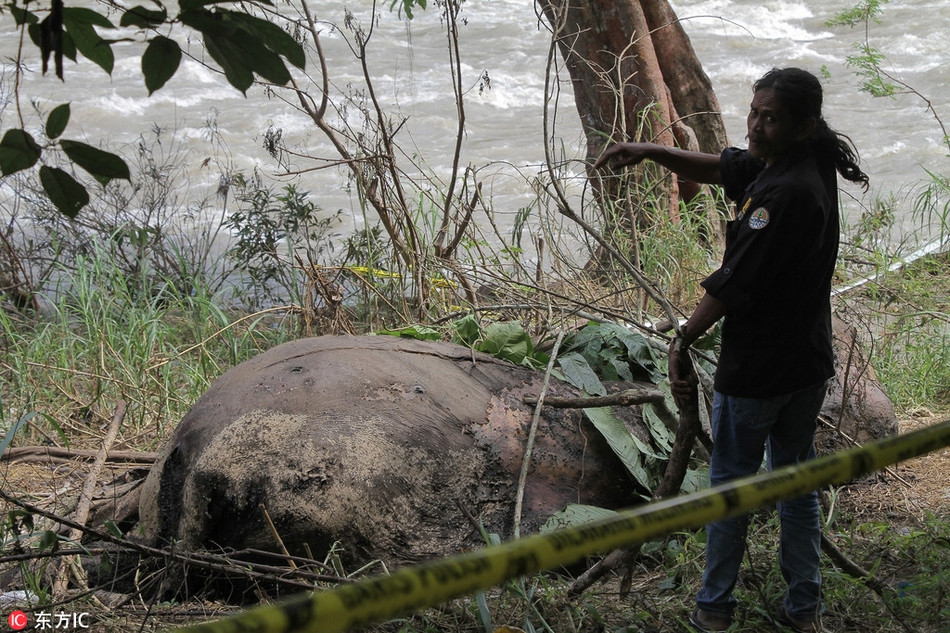 Kinh hai voi hoang da bi giet hai da man va cat nga-Hinh-3
