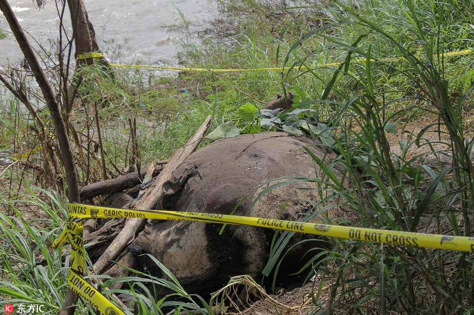 Kinh hai voi hoang da bi giet hai da man va cat nga