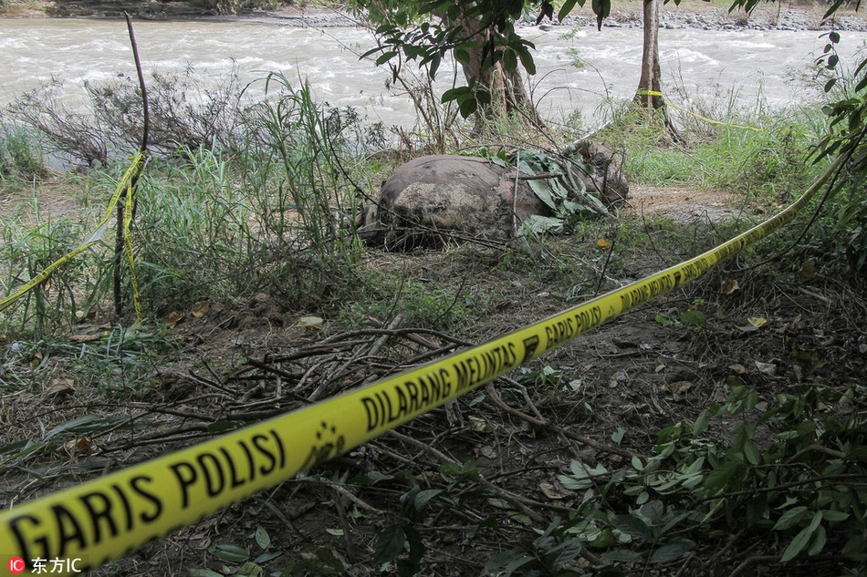 Kinh hai voi hoang da bi giet hai da man va cat nga-Hinh-4