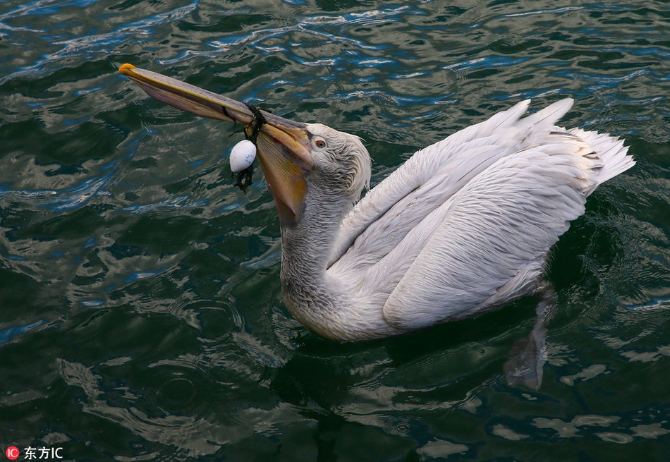 Thấy rằng nếu tình trạng này kéo dài, con bồ nông sẽ chết đói vì không thể săn cá hay nuốt thức ăn, anh Hussein Alkan quyết định gọi bộ phận cứu hộ hàng hải địa phương để nhờ can thiệp.