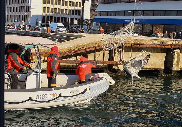 Sau khi được giải cứu, con bồ nông được trả tự do về môi trường sống quen thuộc của mình. Hy vọng trong tương lai, nó sẽ không gặp phải tai nạn nào tương tự.