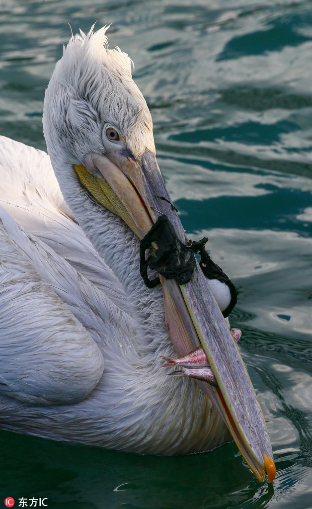 Anh dùng những con cá nhỏ để dụ bồ nông và cố gắng tiếp cận bồ nông ở khoảng cách gần, hy vọng sẽ bắt được bồ nông và gỡ lưới cho nó.