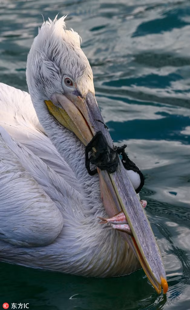 Anh dùng những con cá nhỏ để dụ bồ nông và cố gắng tiếp cận bồ nông ở khoảng cách gần, hy vọng sẽ bắt được bồ nông và gỡ lưới cho nó.
