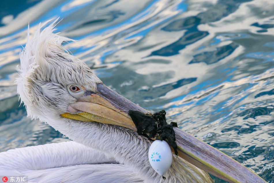 Bồ nông rất tinh khôn, nó rất khó để bị bắt và sẽ bay lên không trung bất cứ khi nào cảm thấy nguy hiểm.