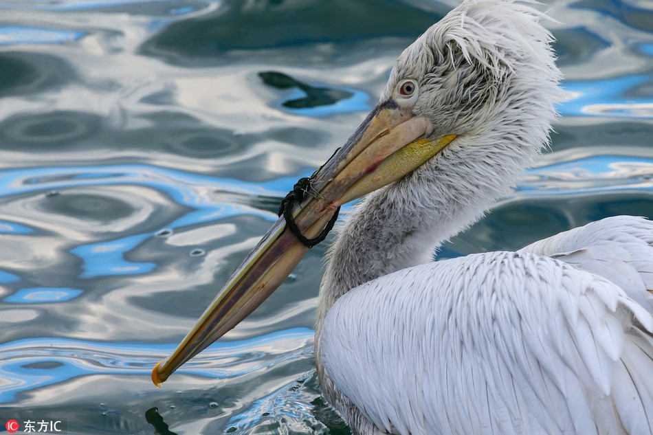 Tuy nhiên, con bồ nông rất cảnh giác, khiến anh Hussein Alkan không thể làm gì.