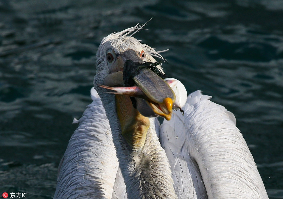 Mặc dù vậy, sau hơn hai tiếng cố gắng tiếp cận con bồ nông không thành công, người dân đã phải gọi tới cả sở cứu hỏa trong thành phố.