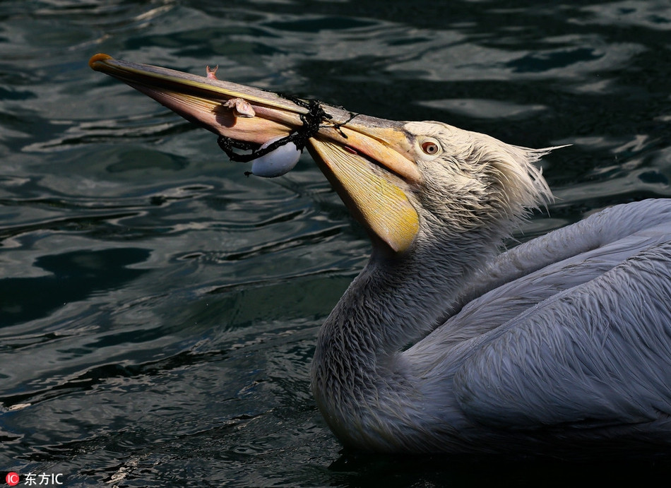 Khi các nhân viên cứu hỏa tới, họ quyết đinh dùng thuyền để lùa con bồ nông và dùng vợt lưới để vợt nó.