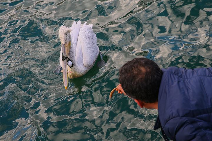 Mới đây, tại Izmir, Thổ Nhĩ Kỳ, một con chim bồ nông gặp nạn đã được phát hiện. Nó gặp vấn đề nghiêm trọng khi bị một đoạn lưới đánh cá quấn chặt lấy mỏ, khiến mỏ không thể mở ra như bình thường.