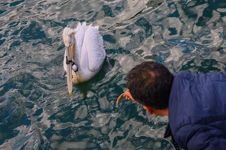 Mới đây, tại Izmir, Thổ Nhĩ Kỳ, một con chim bồ nông gặp nạn đã được phát hiện. Nó gặp vấn đề nghiêm trọng khi bị một đoạn lưới đánh cá quấn chặt lấy mỏ, khiến mỏ không thể mở ra như bình thường.