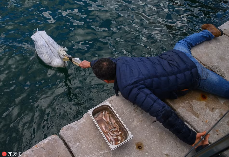 Khi phát hiện con bồ nông đáng thương, anh Hussein Alkan, một người dân địa phương đã cố gắng giải cứu nó.