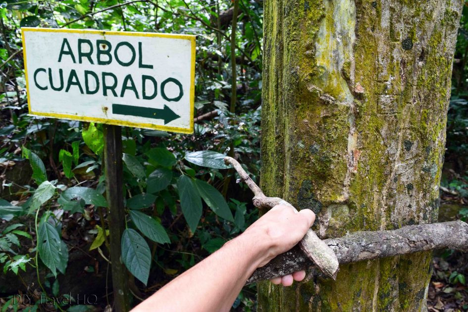 Câu trả lời được nhiều nhà khoa học xác nhận là những cây vuông kỳ lạ tại thị trấn El Valle là cây Quararibea asterolepis, một loại cây tán rộng thường được trồng tại các quốc gia Nam Mỹ như Brazil, Colombia, Costa Rica.