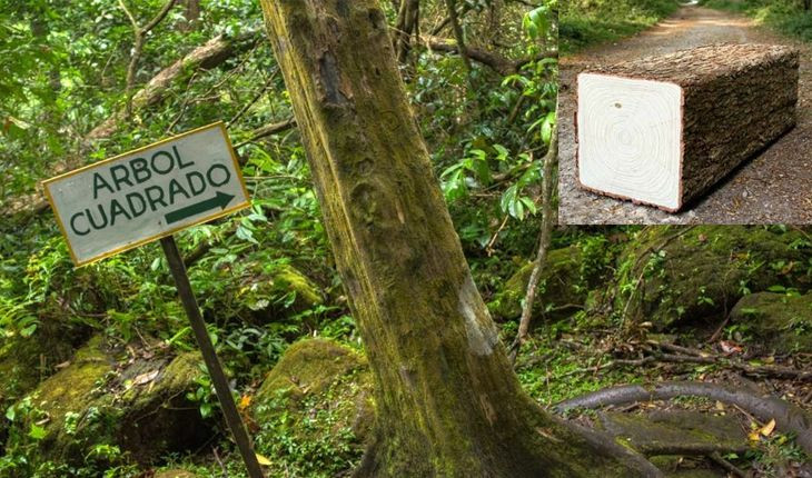 Đặc biệt ở chỗ, không chỉ có hình dạng bên ngoài hình vuông, ngay cả vòng cây đếm tuổi cũng có hình vuông. Cây vuông nhất ở phần gốc, càng lên cao độ vuông vức càng bị mài dần và chuyển về hình tròn như bao cây khác.