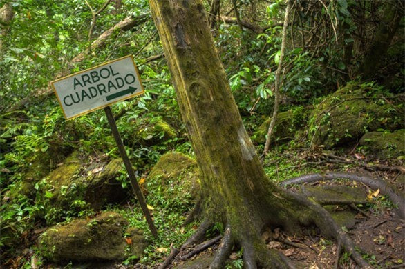 Một du khách từng đến thung lũng cây vuông bí ẩn xác nhận những thân cây thực sự vuông một cách ngoạn mục, bốn mặt của thân cây có cùng một kích thước, rất vuông vức.