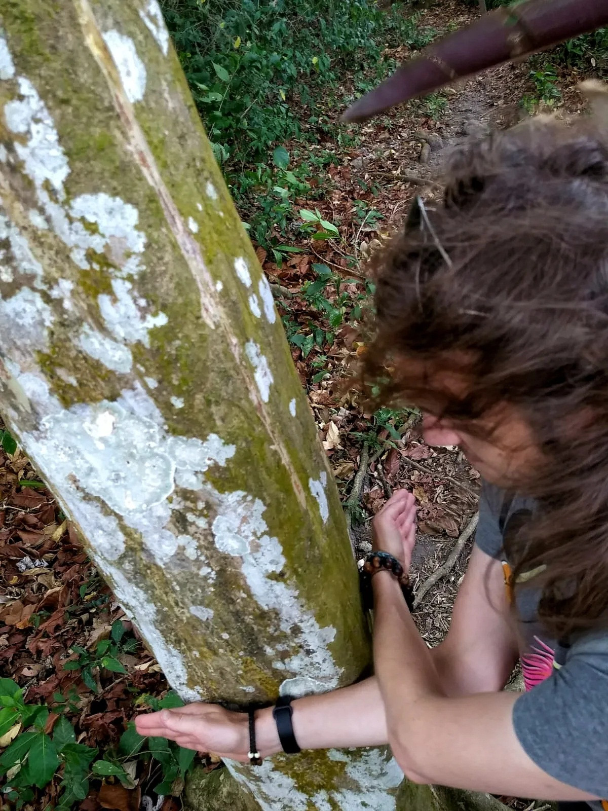 Theo Viện nghiên cứu nhiệt đới Smithsonian, những cây tán rộng thường có hình trụ và có mép thân, khi mép cạnh phát triển sẽ khiến cây sẽ có dạng như hình vuông.