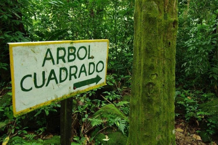 Có nhiều du khách đã đến thăm thung lũng bí ẩn toàn cây vuông này và đưa ra nhiều nhận xét, có người không thỏa mãn với độ vuông của cây, có người lại nhận xét rằng những thân cây vuông rất ấn tượng và kỳ lạ.