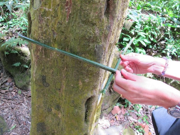 Thị trấn El Valle ở Panama có một thung lũng cây thân vuông bí ẩn dưới chân núi Cerro Gaital, nơi sinh sống của những cây kỳ lạ, thân hình vuông, bốn mặt đều bằng chằn chặn.