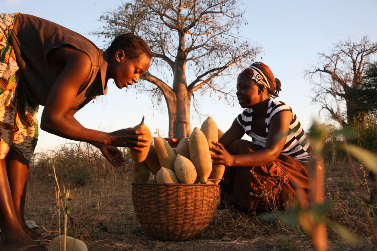 Vung dat chau Phi, noi song cua nhung cay bao bap khong lo-Hinh-8
