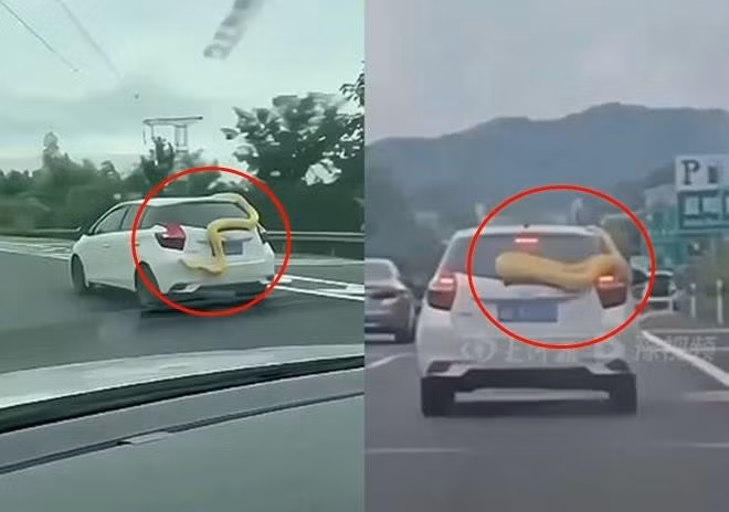 Rung minh canh con tran vang “du bam” tren chiec o to trang