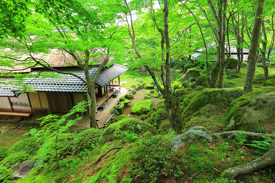 Khuôn viên của ngôi đền trồng khoảng 200 cây lá phong. Mọi góc trong ngôi đền đều được bóng cây che phủ. Ảnh: IT.