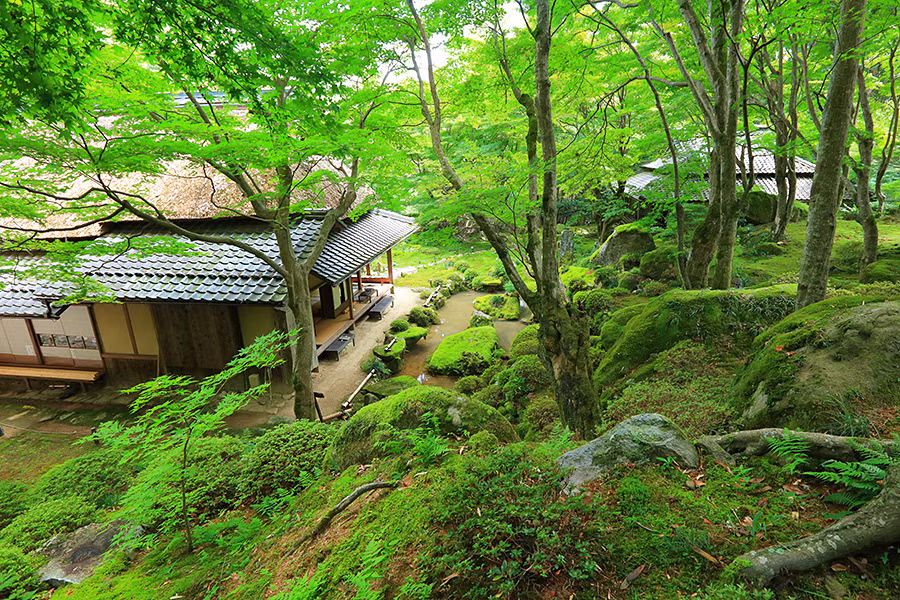 Kham pha ngoi den co 1500 tuoi nam giua rung cay-Hinh-8