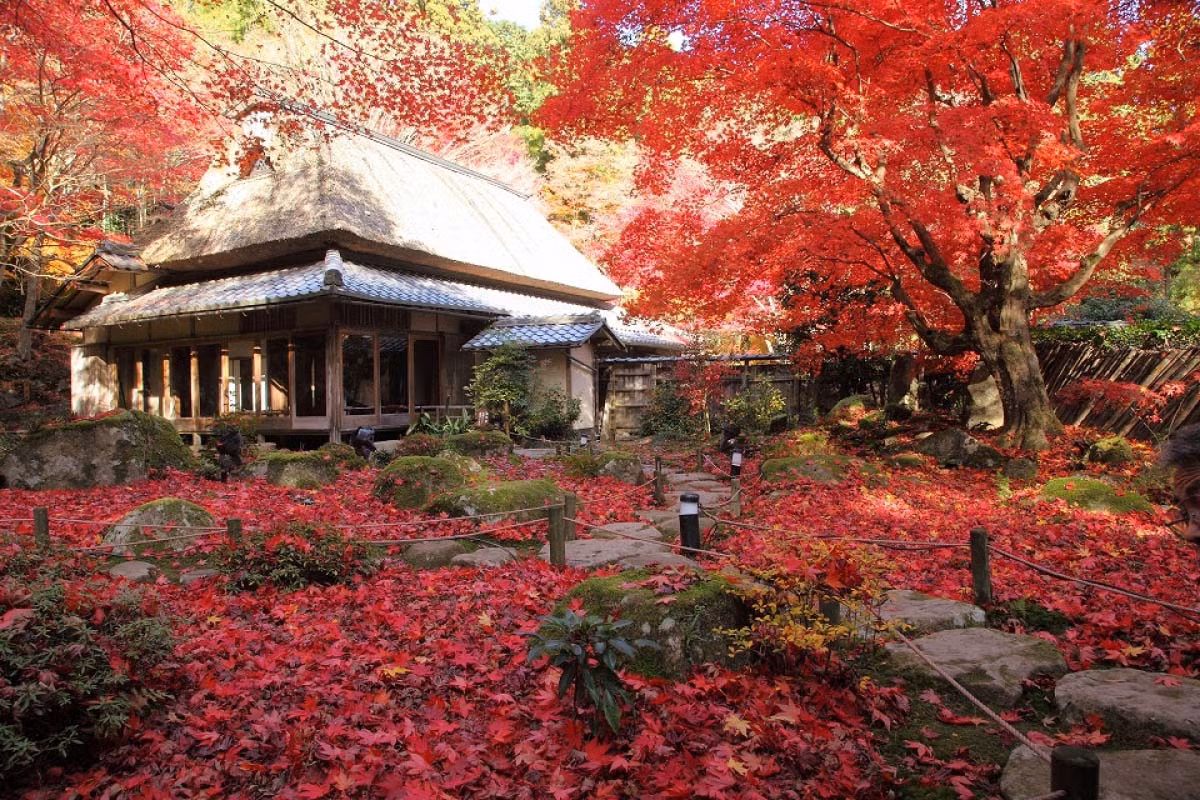 Kham pha ngoi den co 1500 tuoi nam giua rung cay