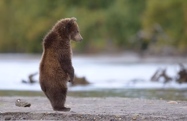Vùng Kamchatka có một hiện tượng rất kỳ lạ, nhiều con gấu nâu ở đây đã học cách sống bên cạnh con người và chúng hoàn toàn không sợ người.
