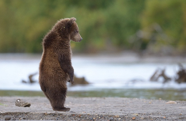 Tai sao gau nau vung Kamchatka cua Nga lai rat hien?-Hinh-2