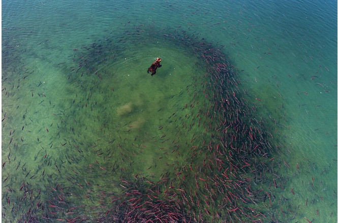 Tai sao gau nau vung Kamchatka cua Nga lai rat hien?-Hinh-7