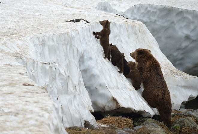 Tai sao gau nau vung Kamchatka cua Nga lai rat hien?-Hinh-3
