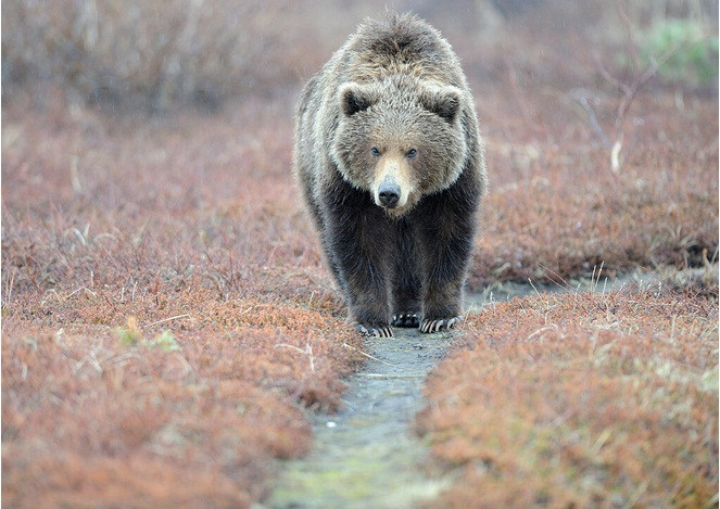 Tai sao gau nau vung Kamchatka cua Nga lai rat hien?-Hinh-5