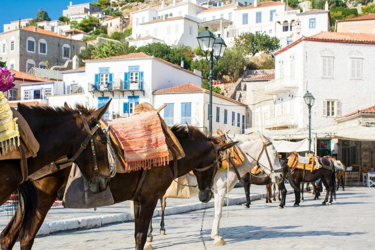 Với hơn 1.000 con lừa trên đảo, du khách khi đến đảo Hydra có thể dễ dàng thuê những chú lừa để di chuyển từ cảng vào thành phố hoặc dạo quanh đảo dưới sự chỉ dẫn của những chuyên gia về cưỡi lừa.