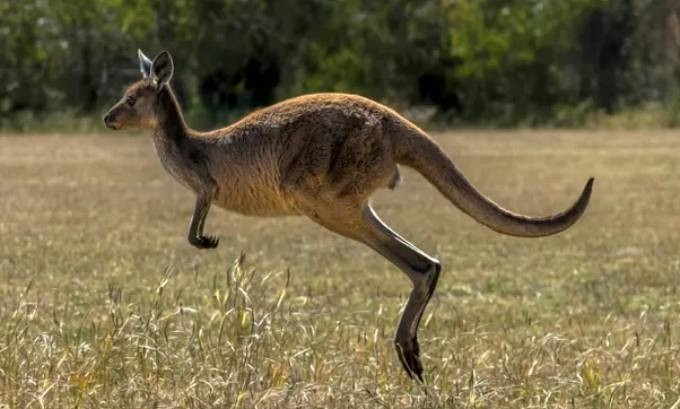 Cu ong 77 tuoi bi thu cung tan cong tu vong